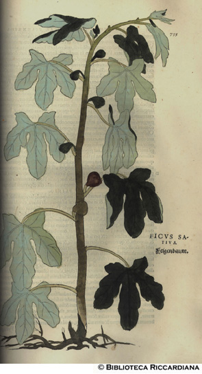 Ficus sativa (Fico), p. 755