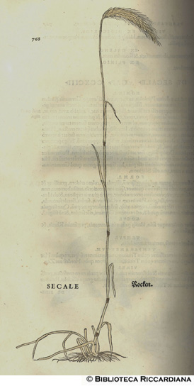 Secale (Segale), p. 768