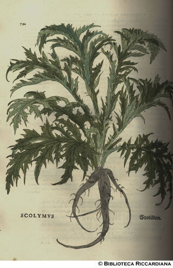 Scolymus (Cardo), p. 792