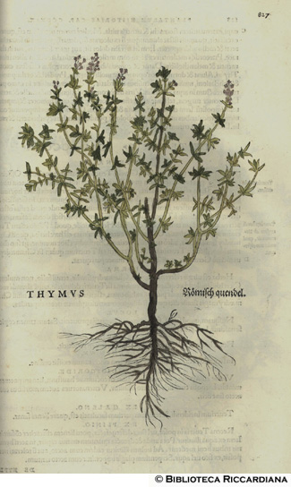 Thymus (Timo), p. 827