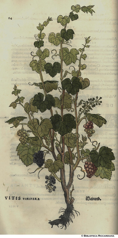 Vitis vinifera (Vite vinifera), p. 84
