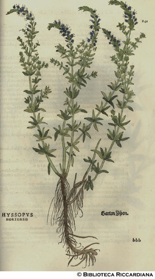 Hyssopus hortensis (Issopo), p. 841
