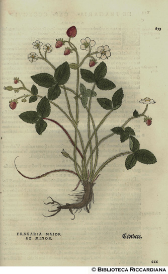 Fragaria maior et minor (Fragola), p. 853