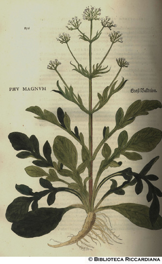 Phu magnum (Valeriana hortensis, Valeriana), p. 856