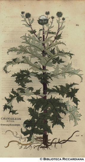 Chamaeleon niger (Cardo nero), p. 883