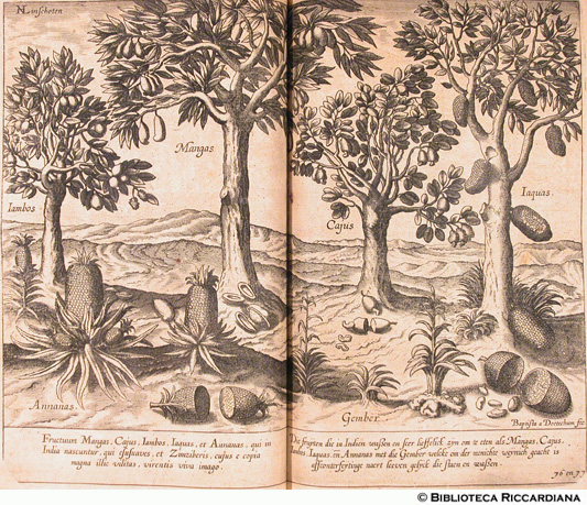 Frutti e alberi da frutto: Mango, Ananas, Caius, Iaquas, Iambos, Zinziber, p. 60 (tav.76-77) - autore: Baptista van Doetechum