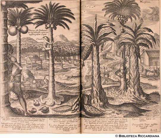 Piante e frutti dell’India: Cocco, Pepe, Banano, Arrecca, p. 64 (tav. 80-81) - autore: Baptista van Doetechum