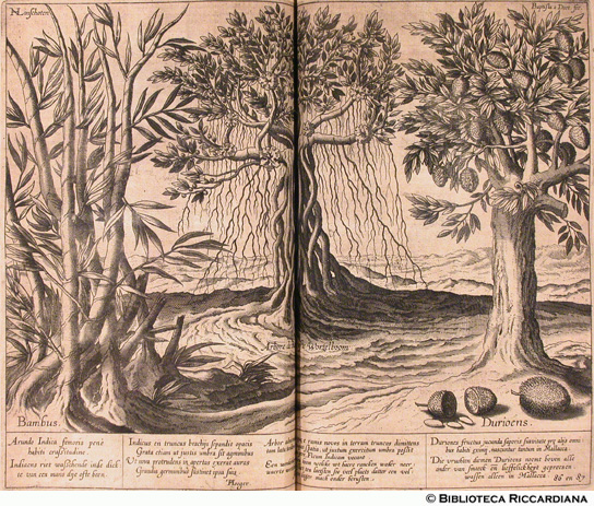 Bambù, Indaco, Durioens, p. 66 (86-87) - autore: Baptista van Doetechum