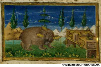 Orso e le api, c. 18r