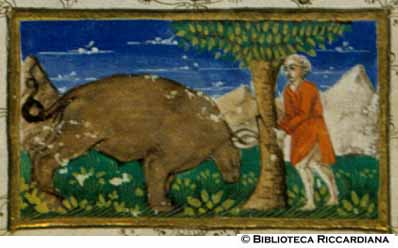 Caccia al bue selvatico, c. 37r