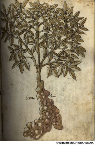 Lentiscio (lentischio), c. 100r