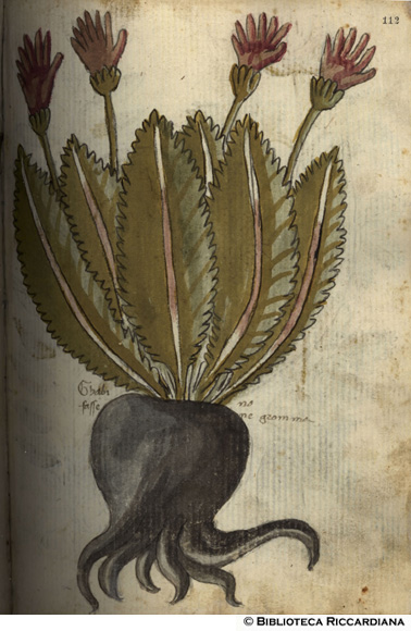 Ghabino fassene gromma, c. 112r