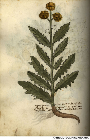 Aspragine (asparagina), c. 130v