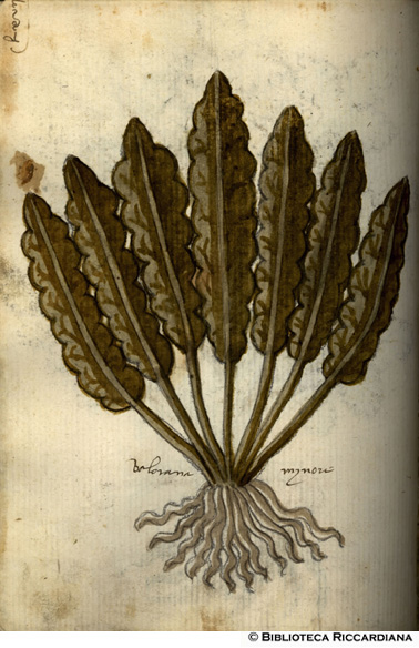 Valorana (valeriana) minore, c. 142v
