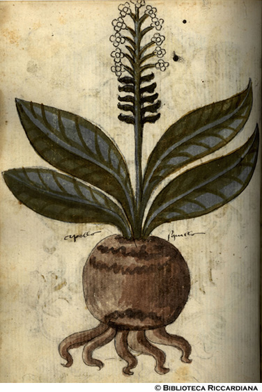 Cipolla squillo, c. 148v