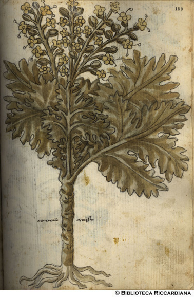 Cavolo crespo, c. 159r