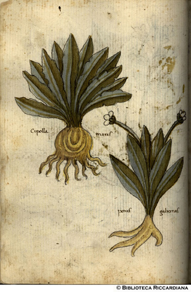 Cipolla maris, c. 42v