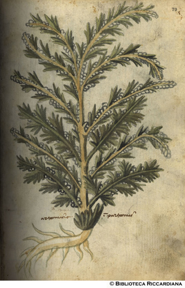 Artemisia, c. 70r