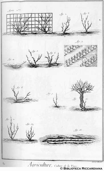 Tav. 39 - Agricoltura: coltivazione della vite.