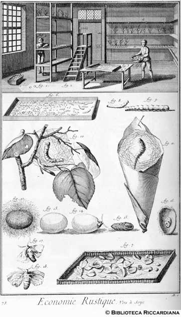 Tav. 78 - Economia rurale: allevamento del baco da seta.