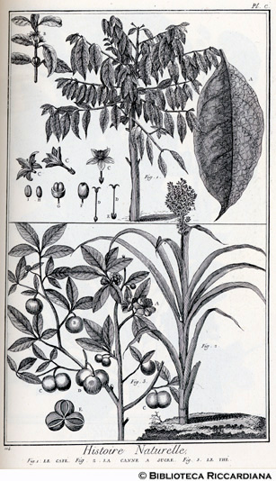 Tav. 104 - Storia naturale: Regno vegetale - Caffè, Canna da zucchero e tè.