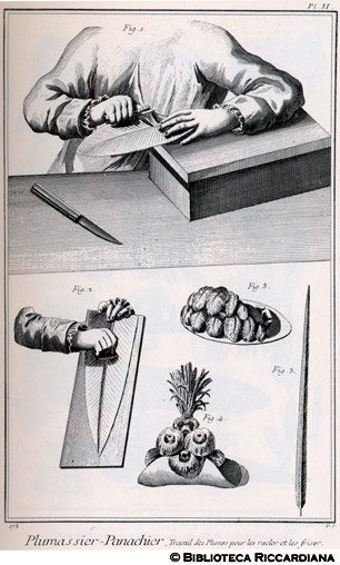 Tav. 175 - Piumaio - Raschiatura e arricciatura delle piume.