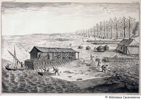 psches (essiccazione dei merluzzi sulla spiaggia), tav. XVIII