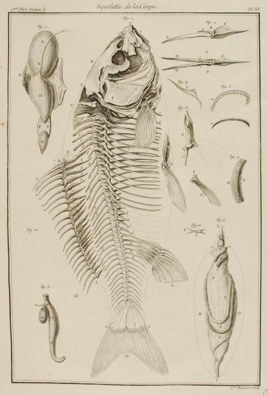 Squelette de la Carpe (lisca della carpa), tav. III