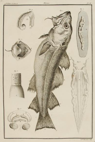 Morue (anatomia del merluzzo), tav. IV