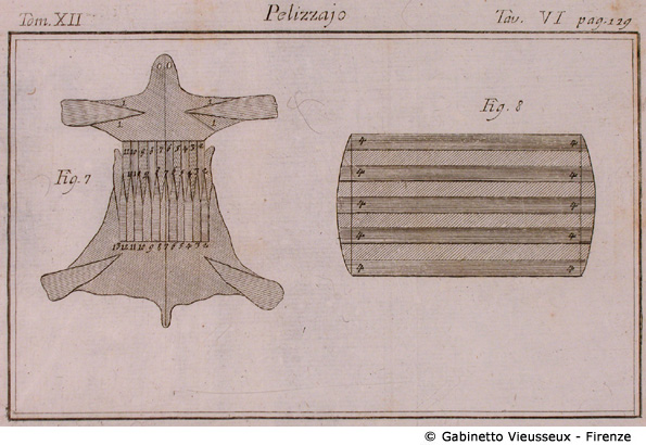 Tav. 6 - Pelizzajo.