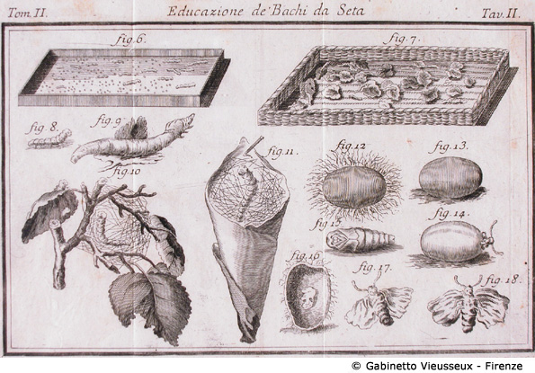 Tav. 2 - Educazione de' Bachi da Seta.