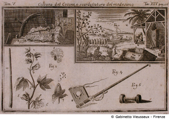 Tav. 14 - Coltura del Cotone e scardassatura del medesimo.