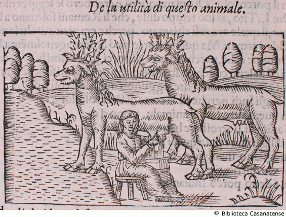 de la utilit di questo animale [donna che munge una renna], c. 212 v. (seconda figura)