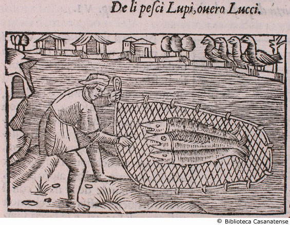 de li pesci lupi, overo lucci, c. 252 v.