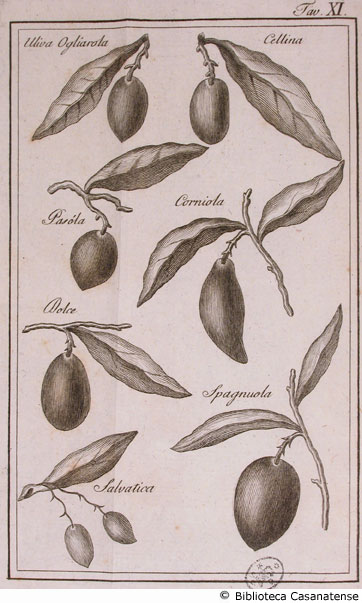Tav. XI - Varietà di olive