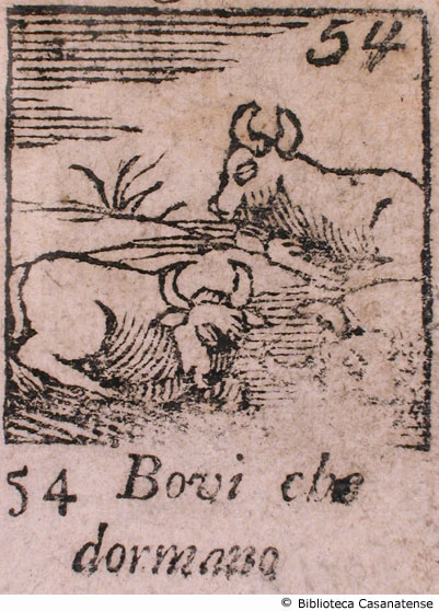 n. 54 - Bovi che dormono, p. 111