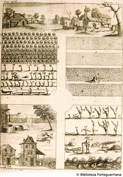 Tav. XI - Semina nell'orto (fig. 1-5), frutteto con peri, meli, prugni (fig. 6-12), innesti, pag. 458 (Aut.: L. Liger)