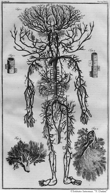 Tavola 6 - Sistema arterioso