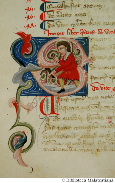 (La coltivazione della vite), c. 41r