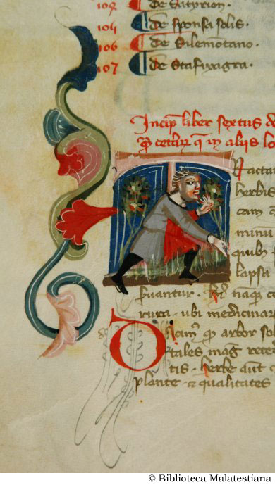(La coltivazione dell'orto), c. 83v