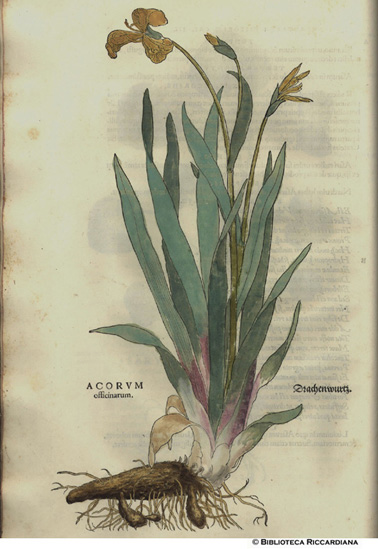 Acorum officinarum (Acoro officinale), p. 12