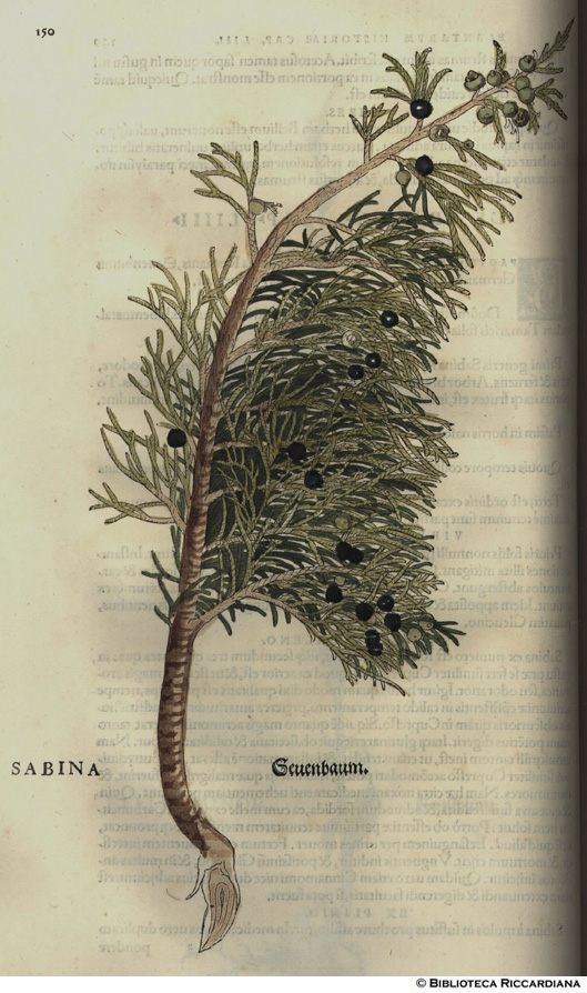 Sabina (Cipresso), p. 150