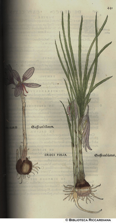 Croci flores - Croci Folia (Zafferano - foglie e fiori), p. 441