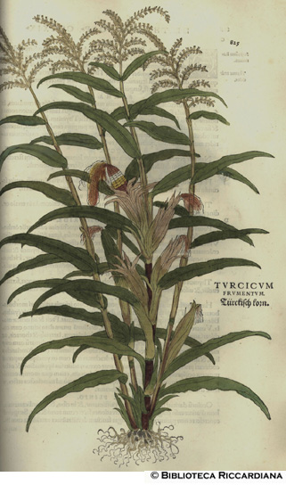 Turcicum frumentum (Frumento, Grano turco), p. 825