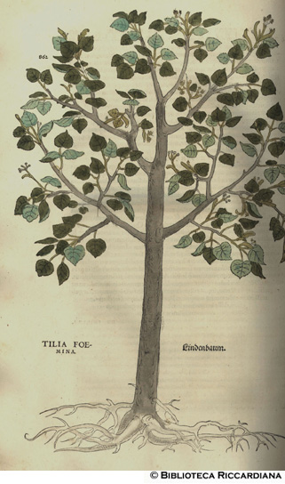 Tilia foemina (Tiglio), p. 862