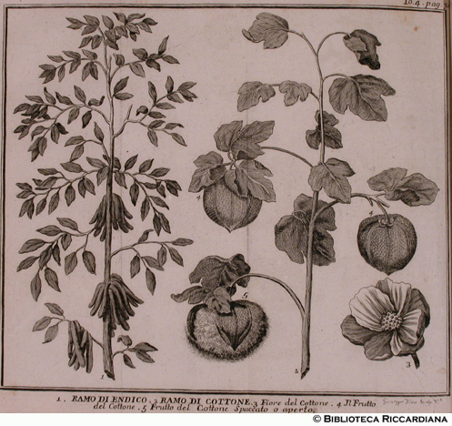 Piante dell’indaco e del cotone, p. 311 - autore: Giuseppe Filosi