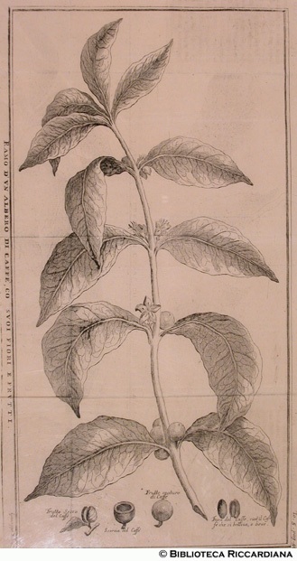 Pianta del caffè, p. 461 - autore: Giuseppe Filosi
