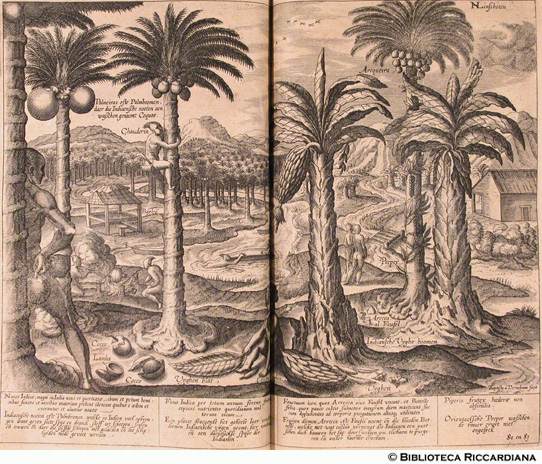 Piante e frutti dellIndia: Cocco, Pepe, Banano, Arrecca, p. 64 (tav. 80-81) - autore: Baptista van Doetechum