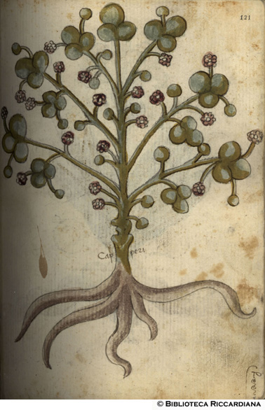 Capperi, c. 121r