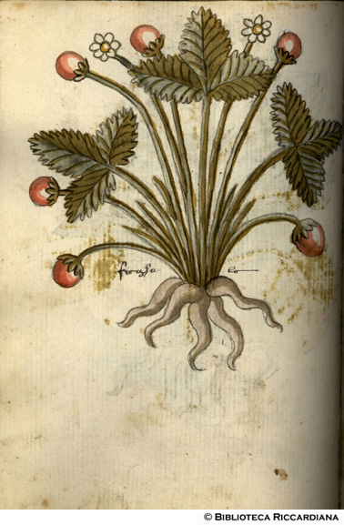 Fragola, c. 131v